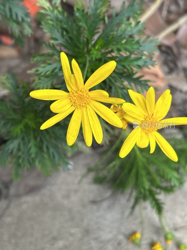 两朵黄色雏菊的特写