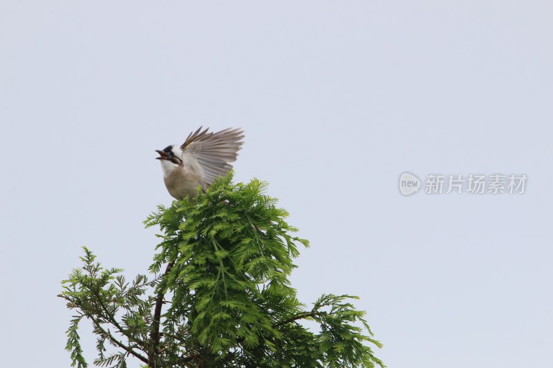 树尖上的精灵