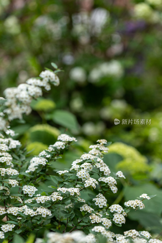 绣线菊花