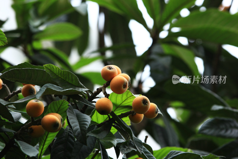 立夏时节枇杷树上的果实