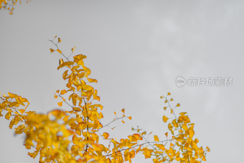 秋天天空下的银杏树叶