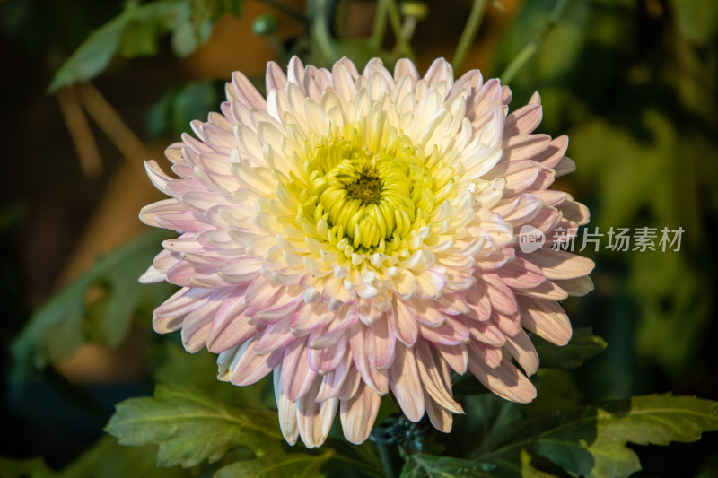 秋日粉色菊花盛开特写