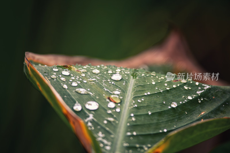 雨后绿叶上的水珠