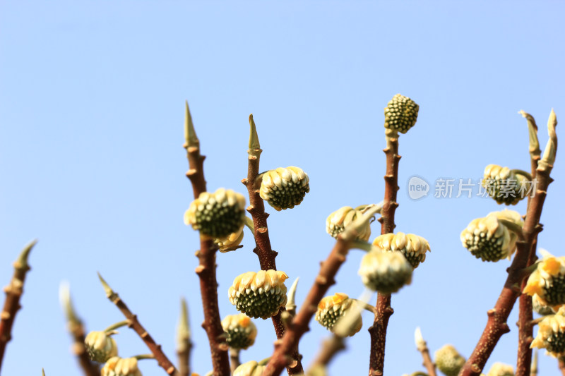 结香花花蕾实拍素材