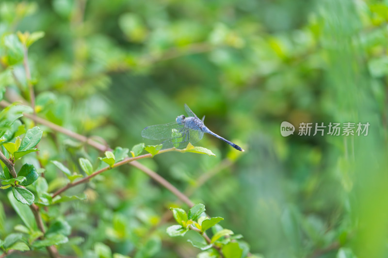 蓝蜻蜓栖息枝头