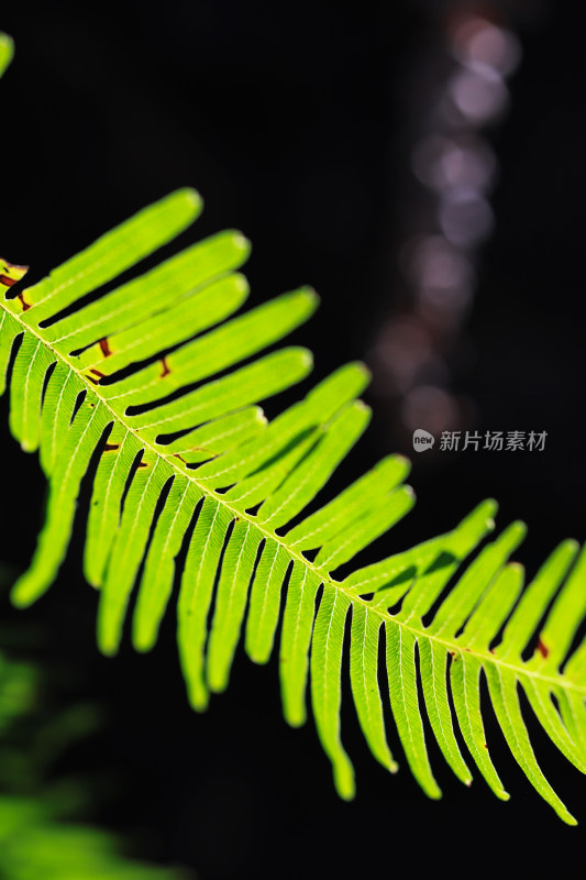 绿色蕨类植物叶片微距特写