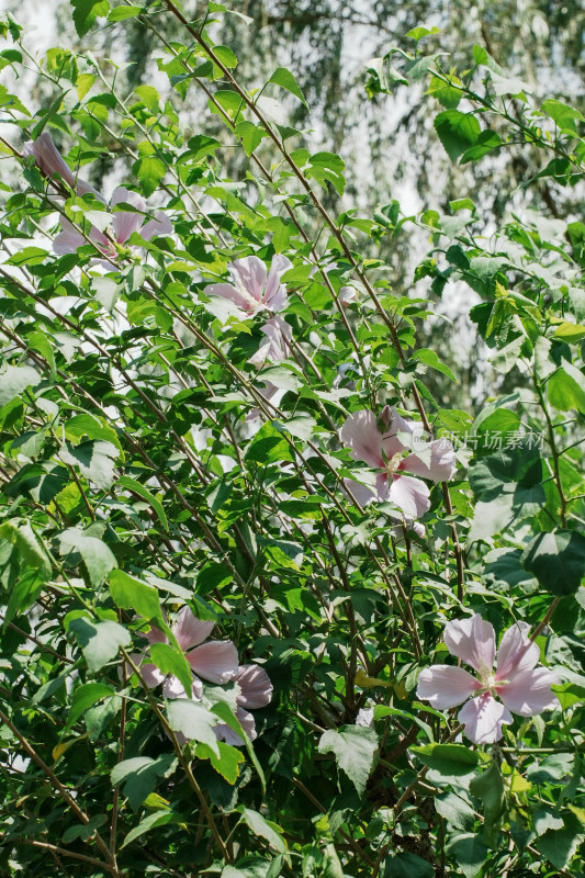 北京圆明园木槿花