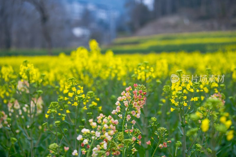 重庆酉阳：铜西油菜花开得灿烂