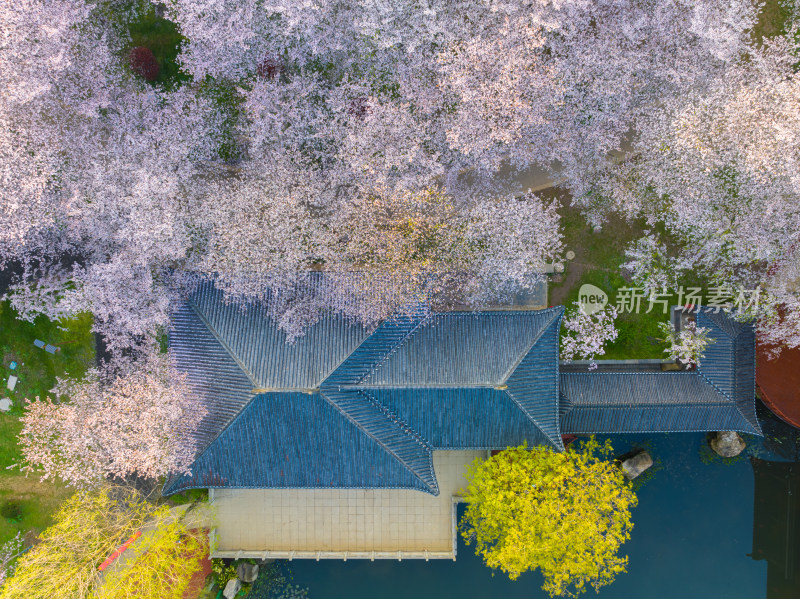 武汉东湖磨山樱花园樱花盛开