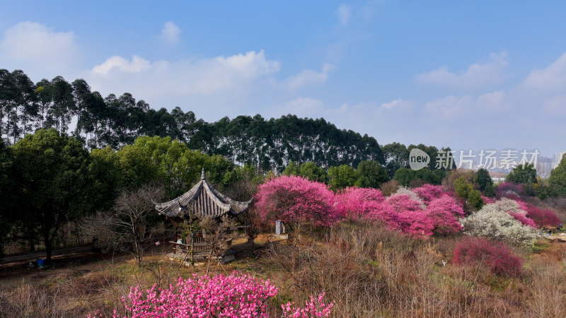 梅花梅园