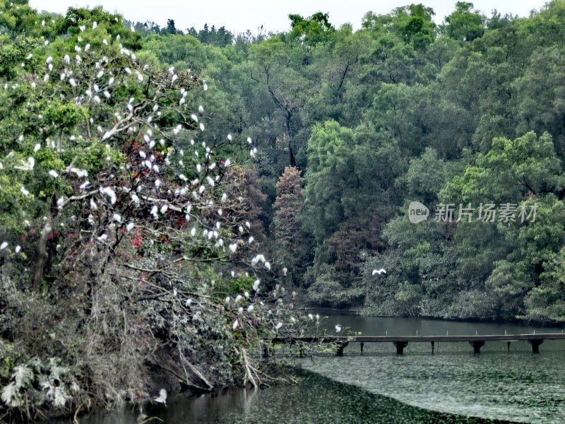 广州莲花山白鹭