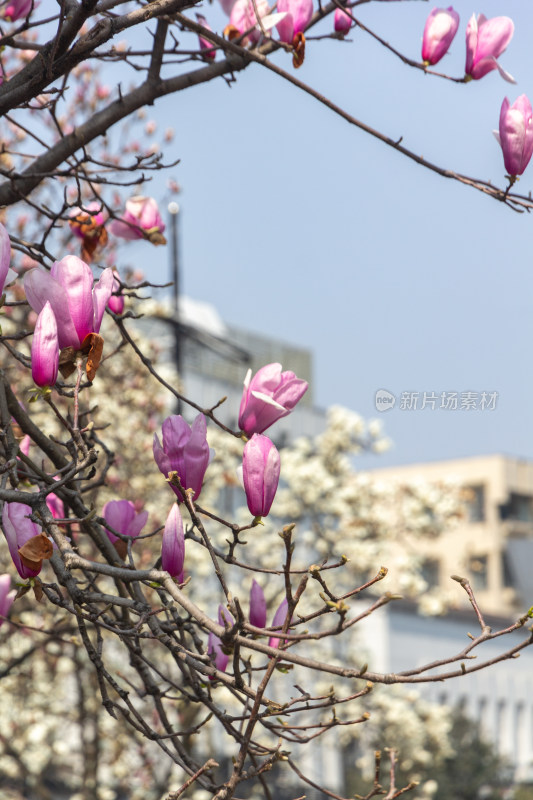 玉兰花枝与古建筑背景