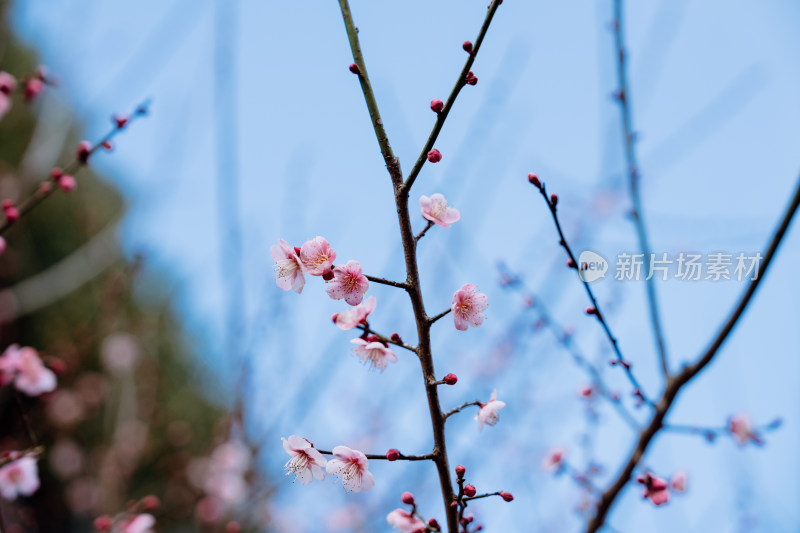 西溪湿地盛开的梅花