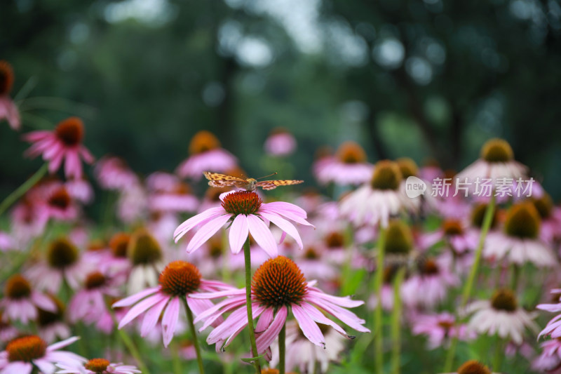 景区公园鲜花盛开蝴蝶自来图片素材