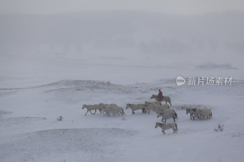 坝上冬日雪景马群羊群骆驼白桦树