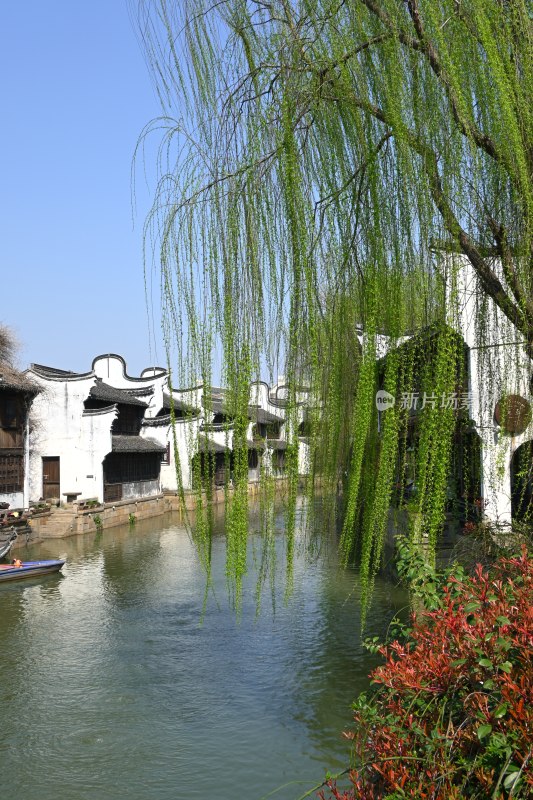 江南水乡垂柳河道景观