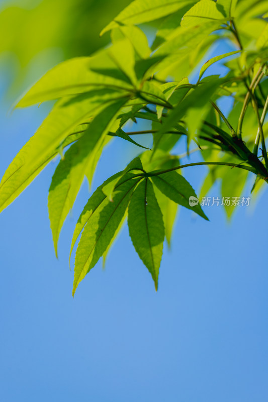 夏日阳光下的叶子