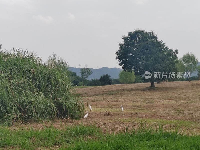 开阔田野中的几只白鸟