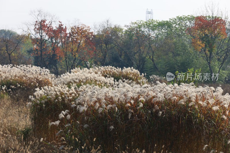 杭州良渚古城遗址公园的芦苇荡