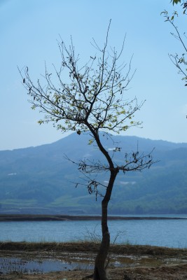 路边枯树