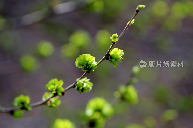 春天榆树长出榆钱