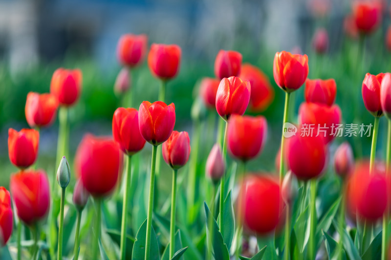 春天宁波江北日湖公园的花开了