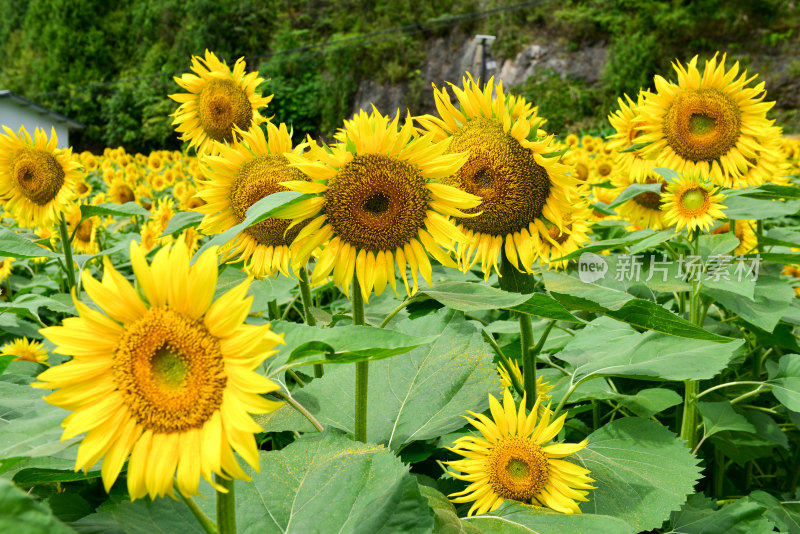 美丽田野田园太阳花葵花花朵向日葵