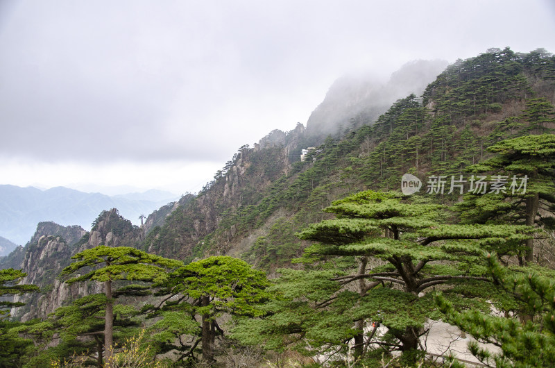 黄山松崖绝壁 奇松怪石 峰峦叠嶂