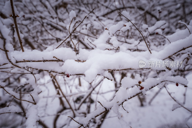 下雪了城市公园自然风景