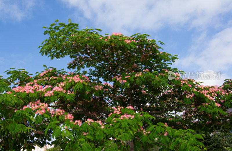 蓝天下芙蓉树鲜花盛开