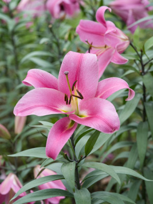 秋季的香水百合花特写