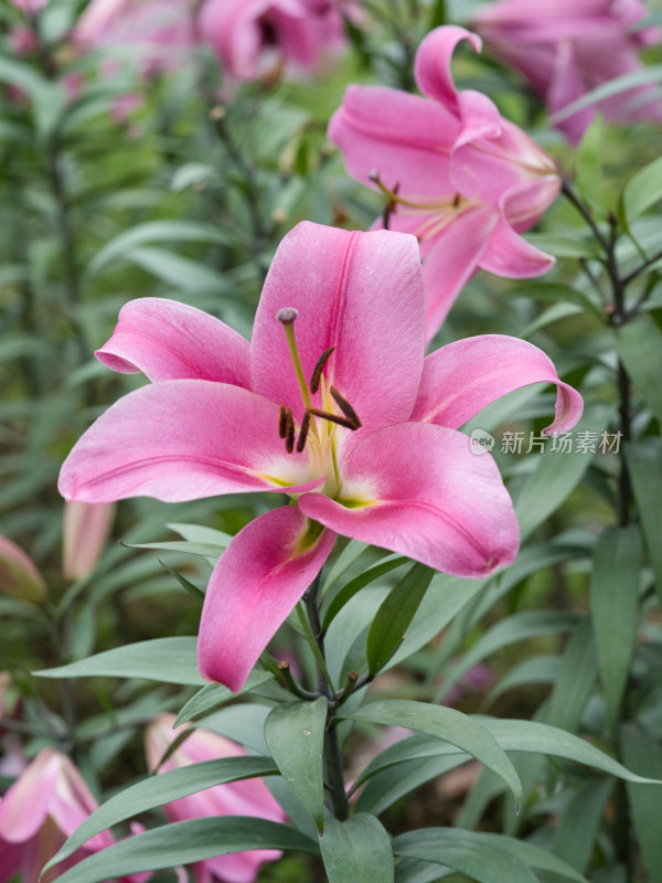 秋季的香水百合花特写