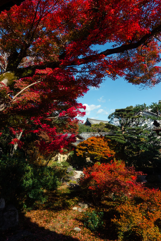 枫叶 庭院 日式 秋天 寺庙