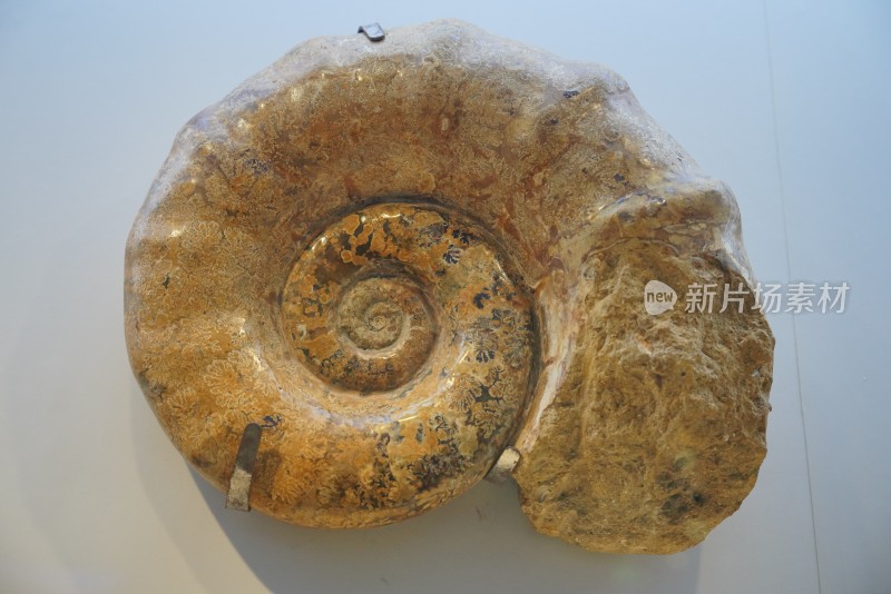白垩纪风神菊石化石标本