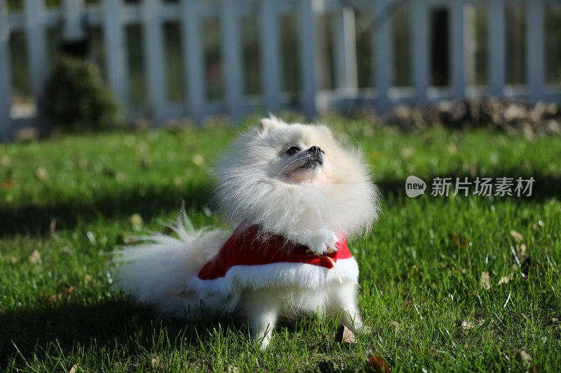 坐在草地上穿红色衣服的白色博美犬