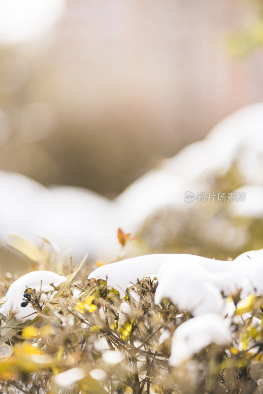 冬天白雪枯枝落叶