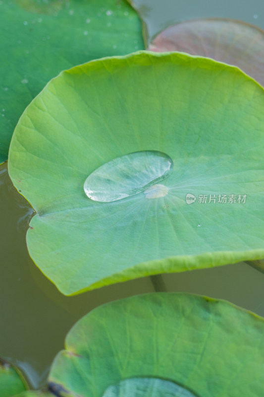 荷叶上的水珠