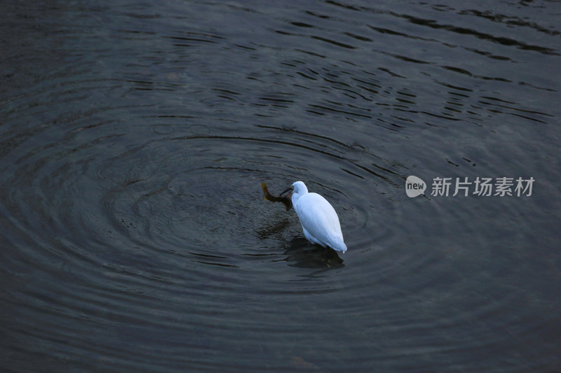 冬天成都温江区江安河的白鹭