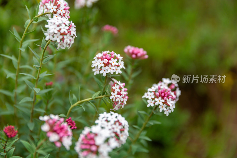 草原野花