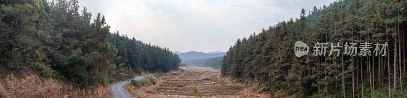 林间土路全景图