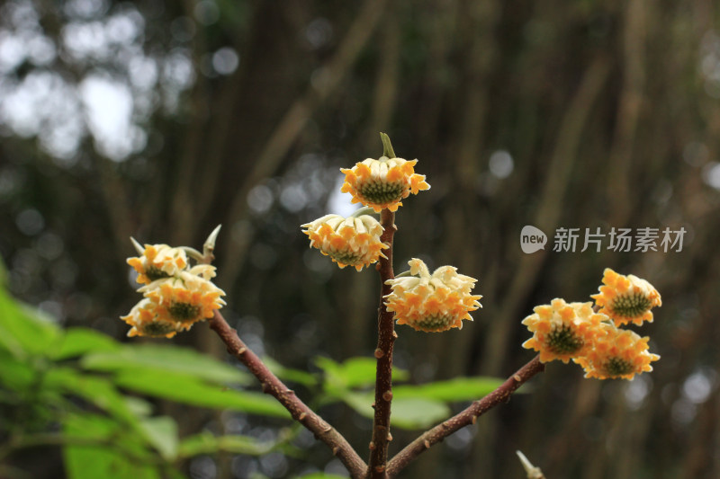 金黄色的结香花盛开