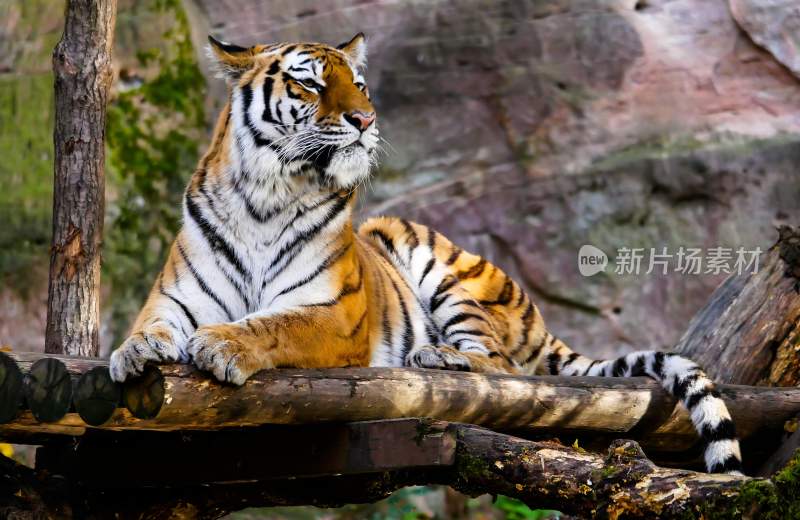 野生动物老虎食肉动物狩猎者