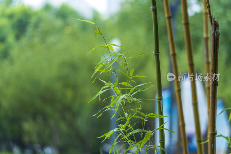 唯美植物图片