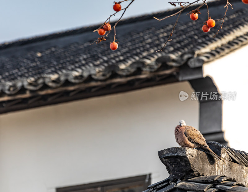 苏州北寺塔地铁站白墙黛瓦柿子树