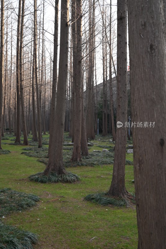 树林草地自然景观