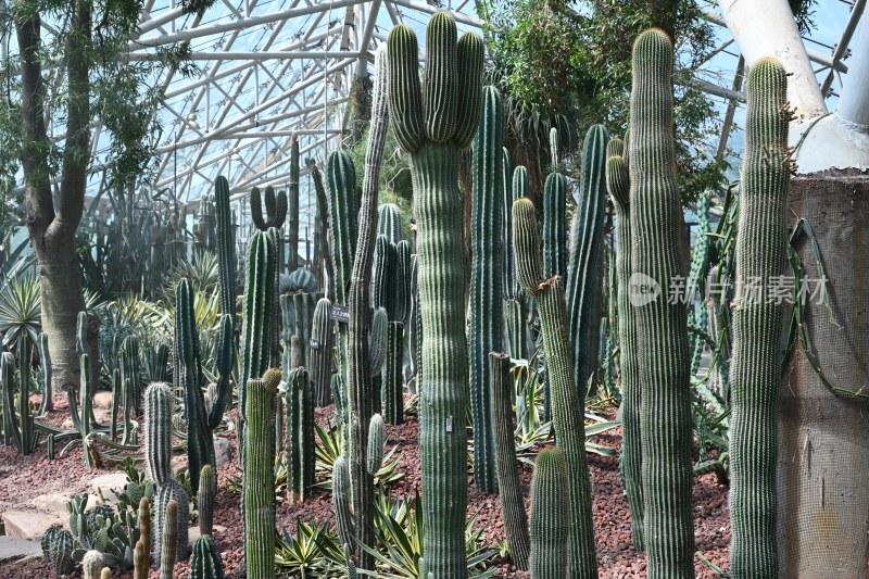 温室中的高大仙人掌植物
