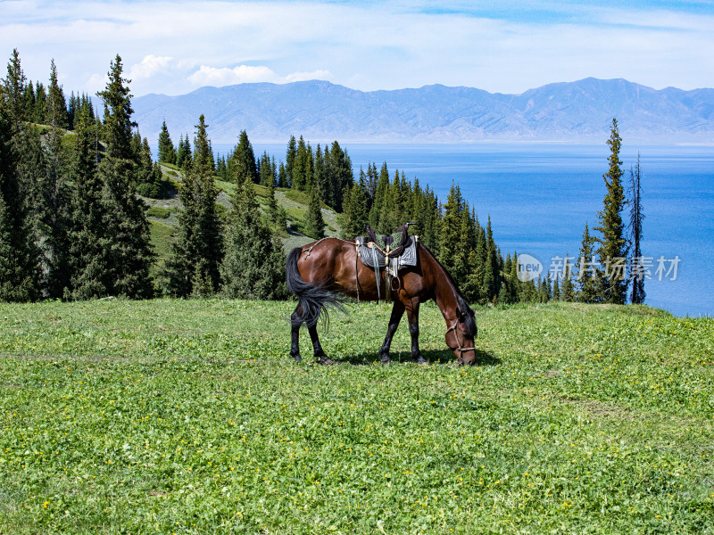 夏天新疆赛里木湖，草地上一匹正在吃草的马