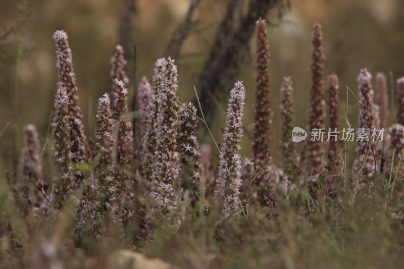 山东省威海市双岛湾西山村山坡上的瓦松开花