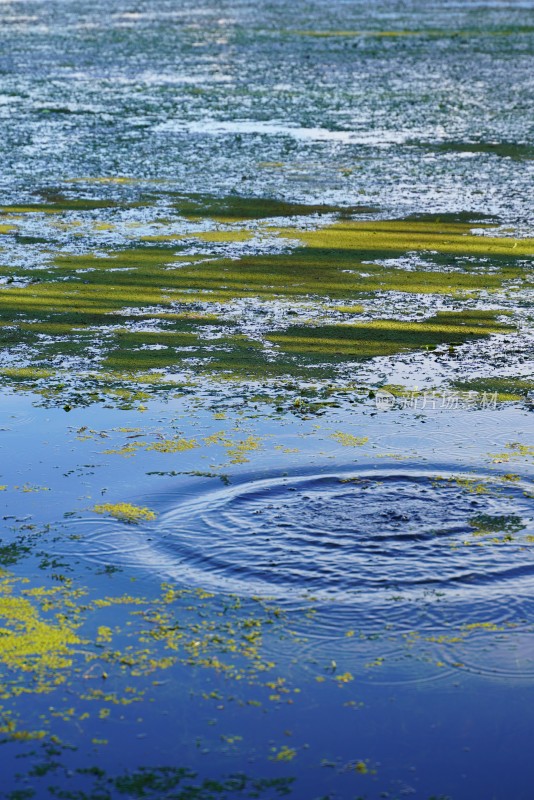 水面浮萍与波纹景象