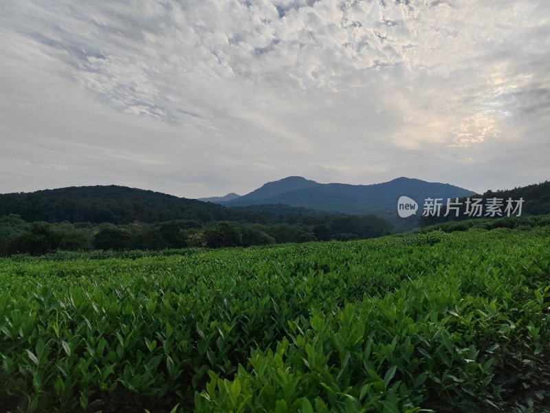 山间绿意盎然的茶园风光